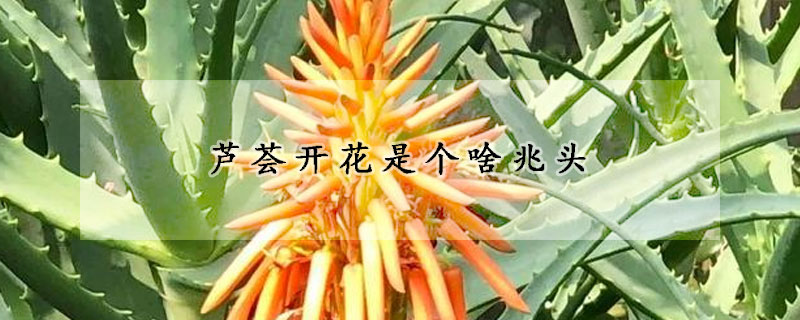 蘆薈開花是個(gè)啥兆頭