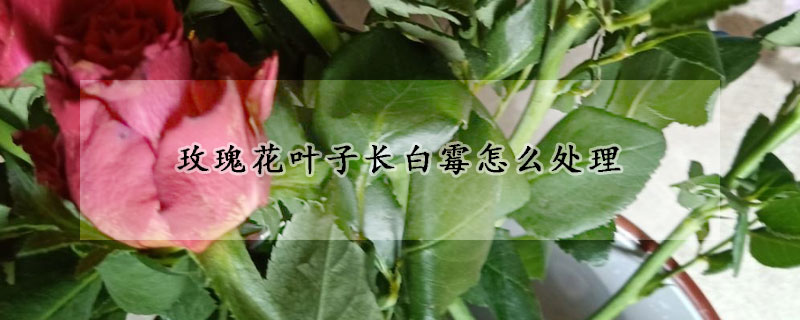 玫瑰花葉子長白霉怎么處理