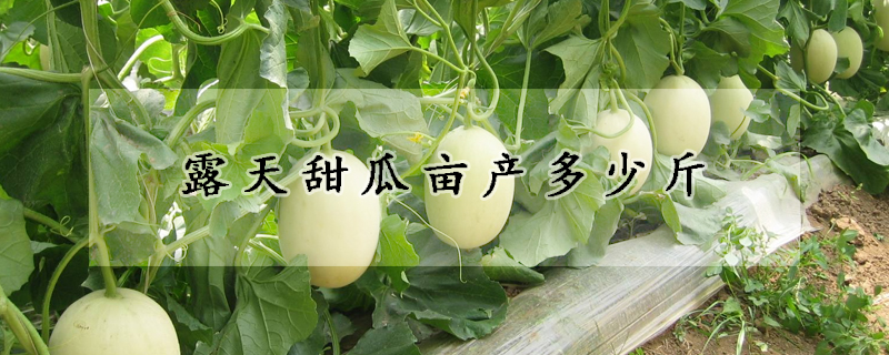 露天甜瓜畝產(chǎn)多少斤