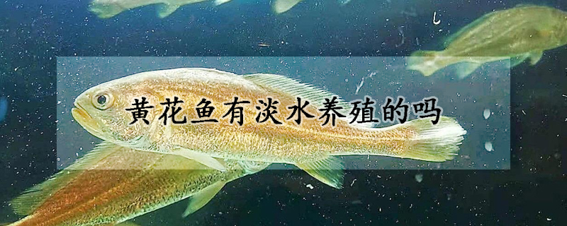 黃花魚(yú)有淡水養(yǎng)殖的嗎