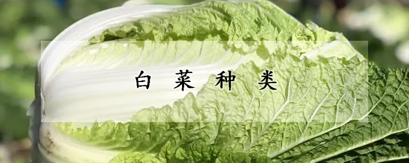 白菜種類(lèi)