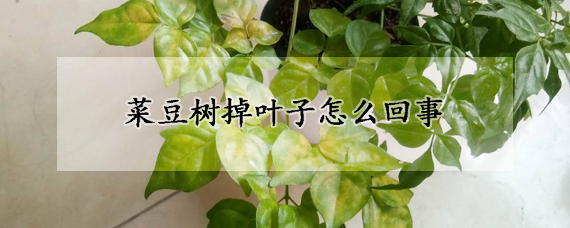 菜豆樹掉葉子怎么回事