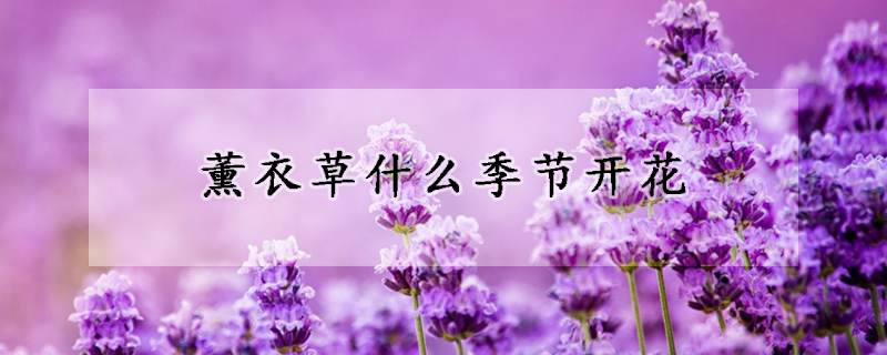 薰衣草什么季節開花