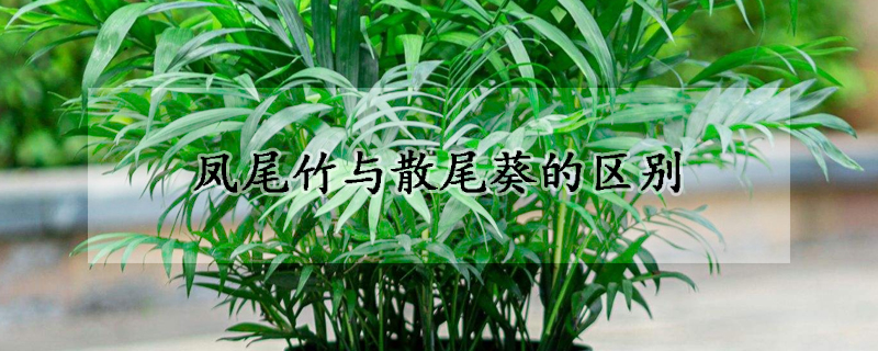 鳳尾竹與散尾葵的區(qū)別