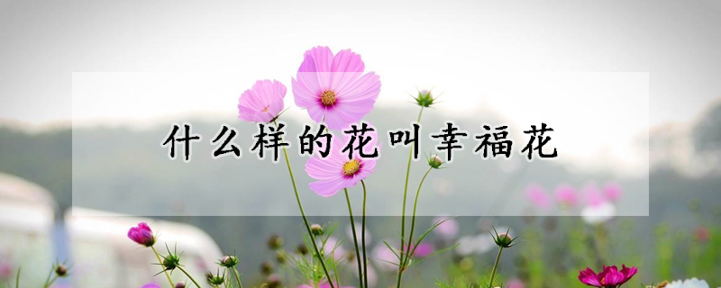 什么樣的花叫幸福花