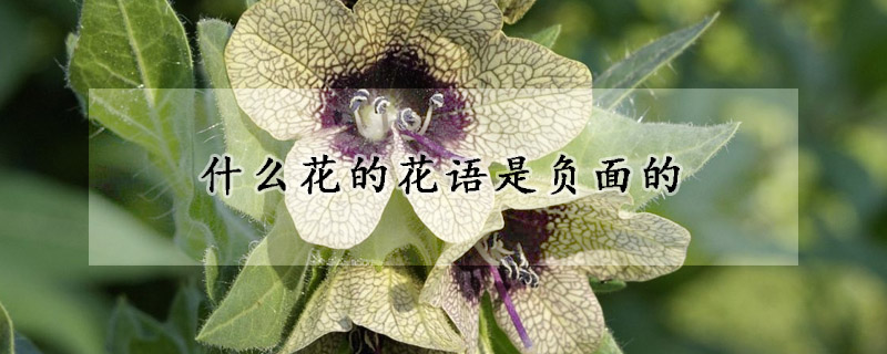 什么花的花語是負面的