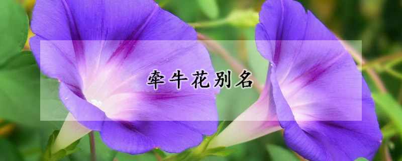 牽牛花別名