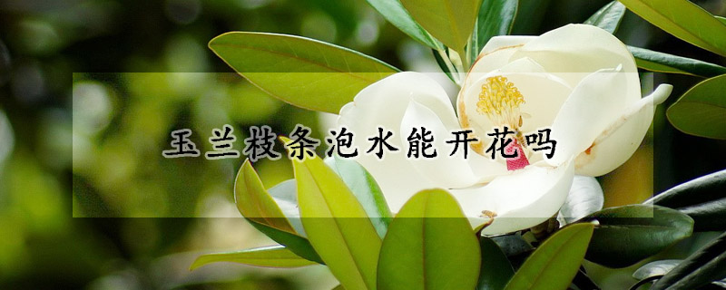 玉蘭枝條泡水能開花嗎