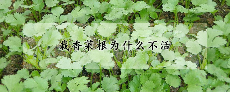 栽香菜根為什么不活