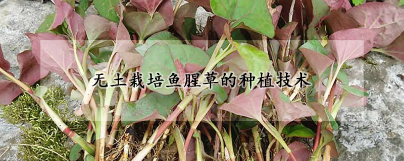 無(wú)土栽培魚(yú)腥草的種植技術(shù)