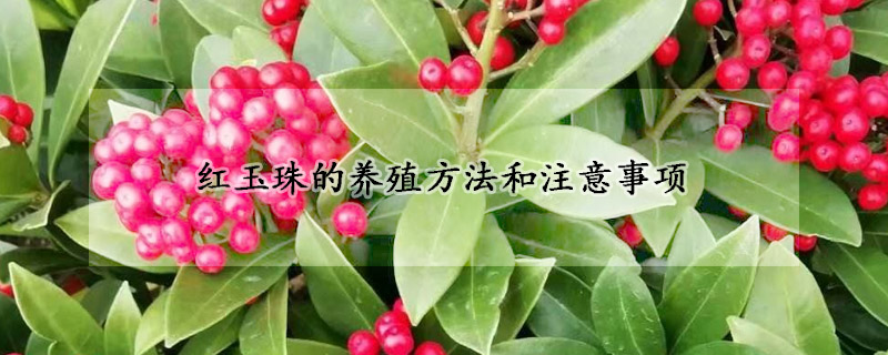 紅玉珠的養(yǎng)殖方法和注意事項(xiàng)