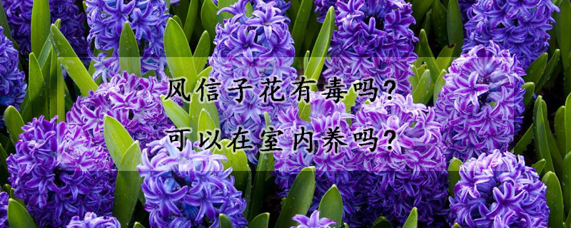 風(fēng)信子花有毒嗎?可以在室內(nèi)養(yǎng)嗎?