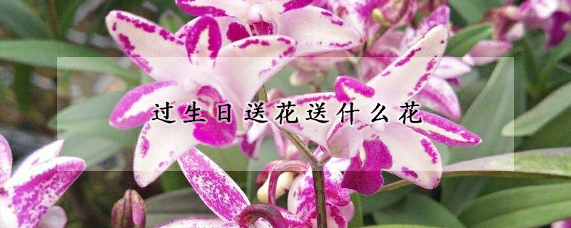 過生日送花送什么花