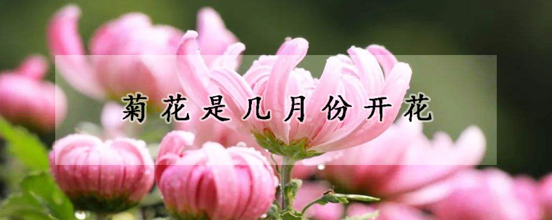 菊花是幾月份開花