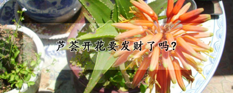 蘆薈開花要發(fā)財(cái)了嗎?