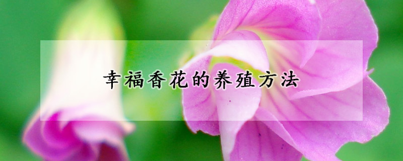 幸福香花的養殖方法