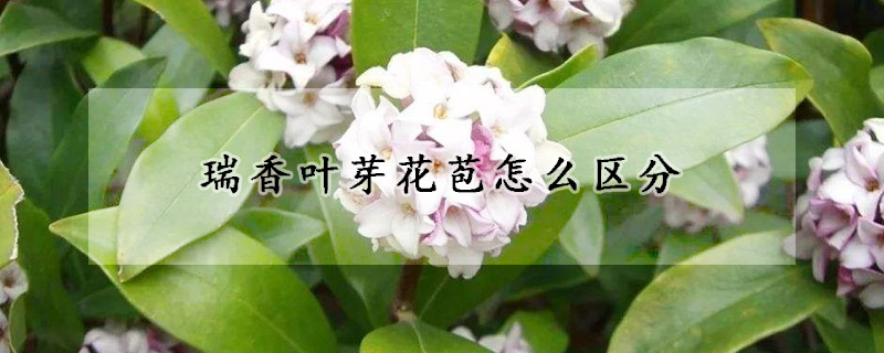 瑞香葉芽花苞怎么區分