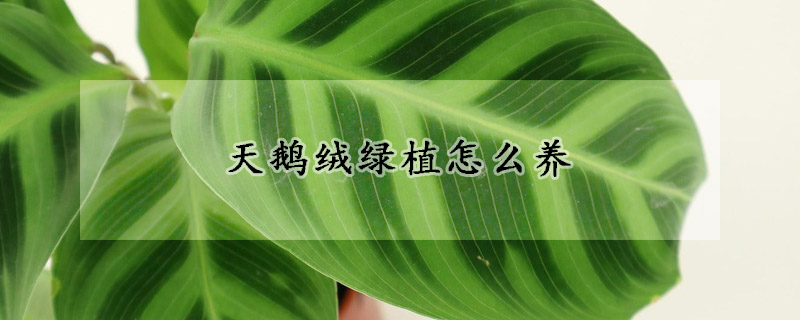 天鵝絨綠植怎么養(yǎng)