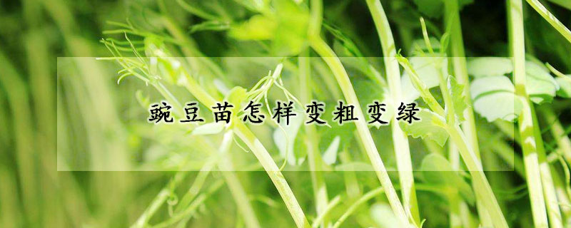 豌豆苗怎樣變粗變綠