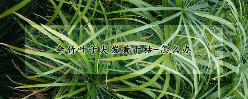 傘竹葉子尖發黃干枯-怎么辦