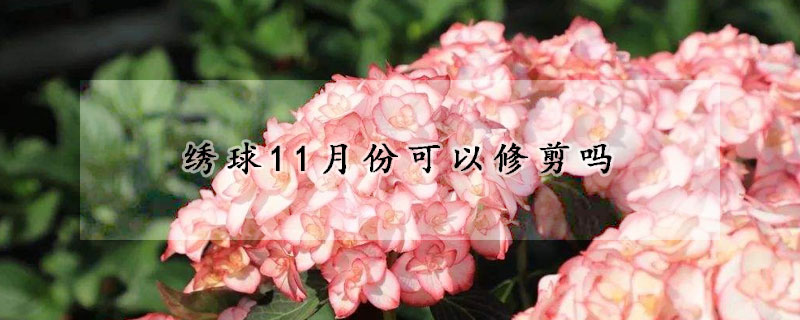 繡球11月份可以修剪嗎