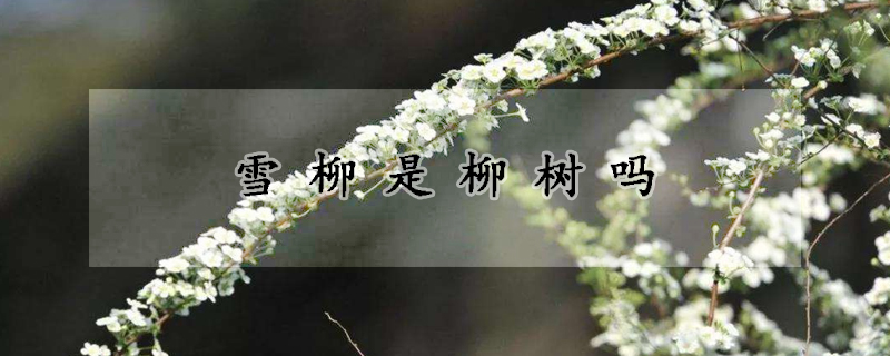 雪柳是柳樹嗎