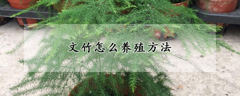 文竹怎么養(yǎng)殖方法