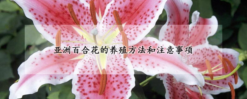 亞洲百合花的養殖方法和注意事項