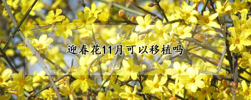 迎春花11月可以移植嗎