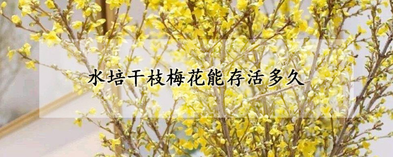 水培干枝梅花能存活多久