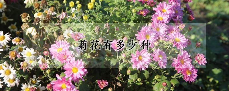 菊花有多少種