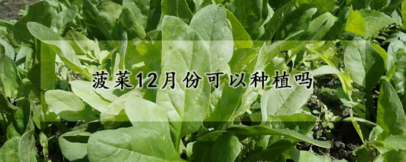 菠菜12月份可以種植嗎