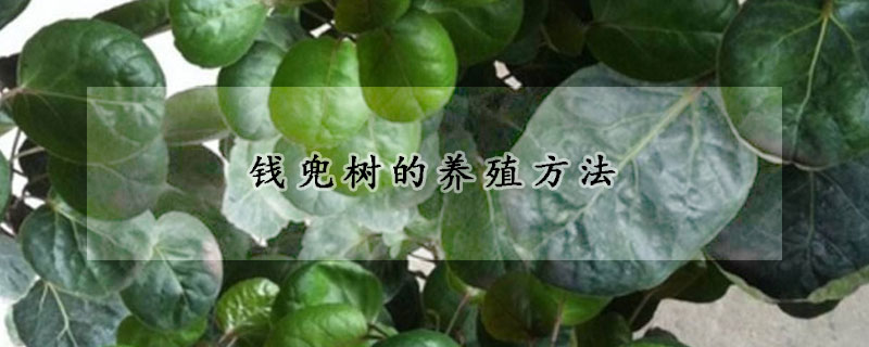 錢兜樹的養(yǎng)殖方法