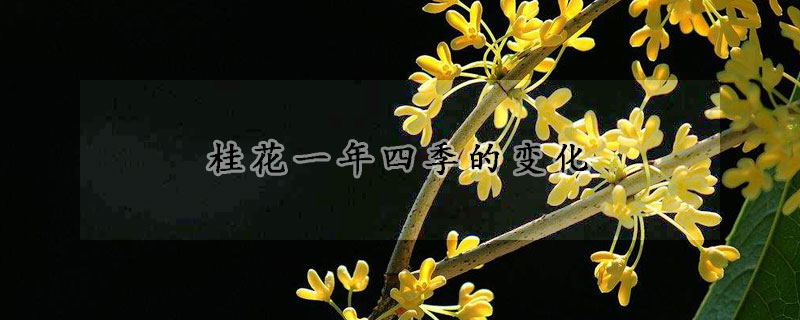 桂花一年四季的變化