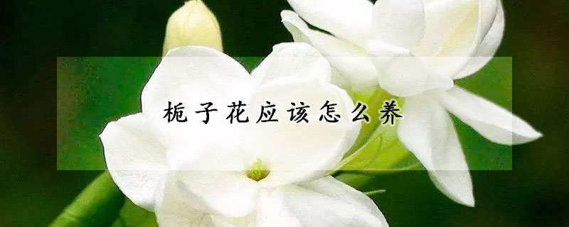 梔子花應(yīng)該怎么養(yǎng)