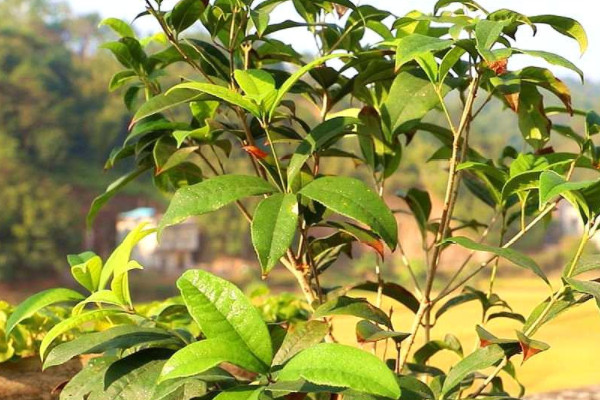 桂花樹是什么植物