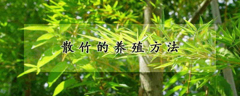 散竹的養(yǎng)殖方法