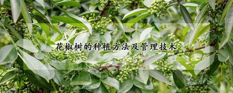 花椒樹的種植方法及管理技術