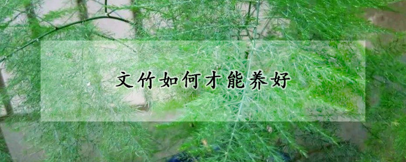 文竹如何才能養(yǎng)好