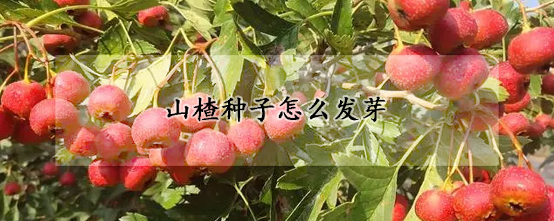 山楂種子怎么發芽