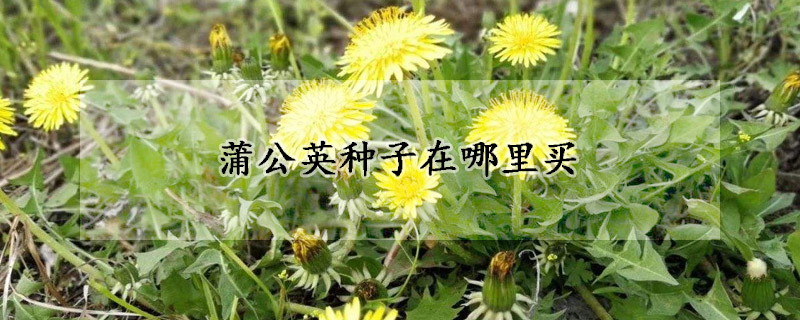 蒲公英種子在哪里買