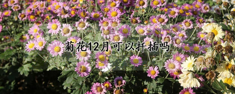 菊花12月可以扦插嗎