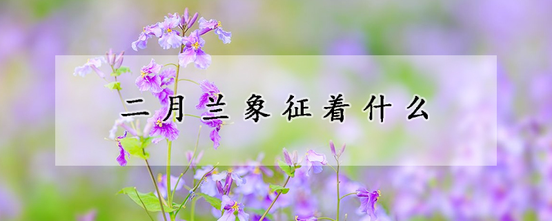 二月蘭象征著什么