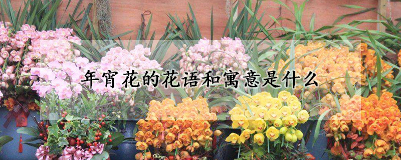 年宵花的花語和寓意是什么