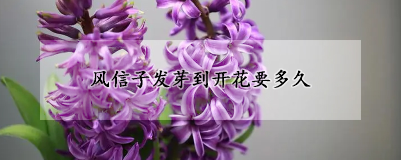 風(fēng)信子發(fā)芽到開(kāi)花要多久