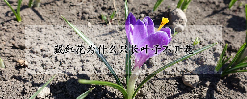 藏紅花為什么只長(zhǎng)葉子不開(kāi)花