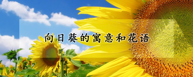 向日葵的寓意和花語