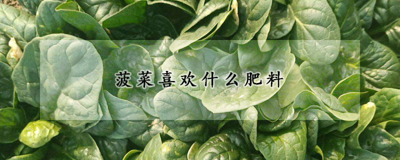 菠菜喜歡什么肥料