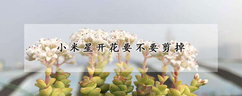 小米星開花要不要剪掉