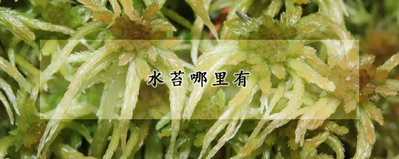 水苔哪里有